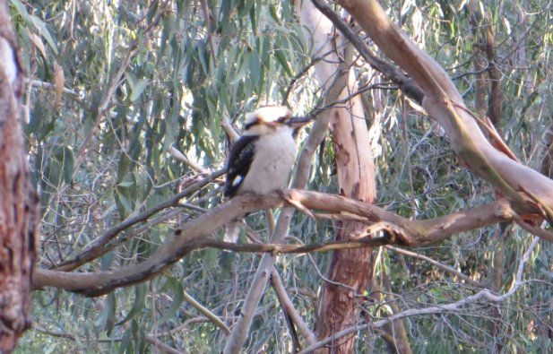 kookaburra