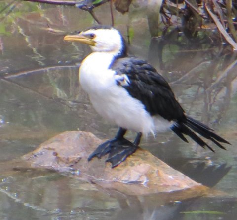 Little pied comorant