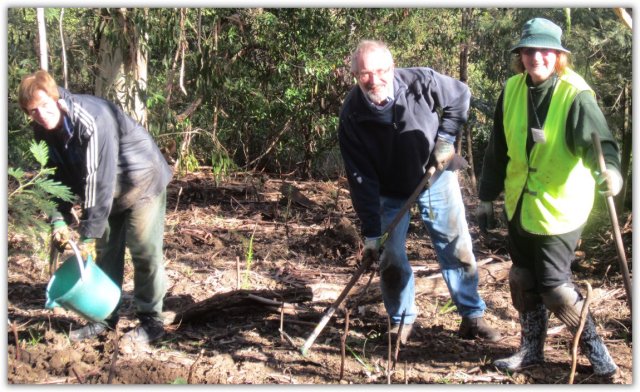 Last of the happy planters (Anthea Swann)