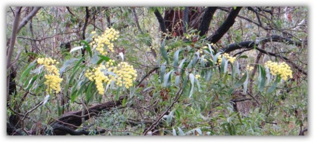 wattle
