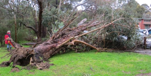 blacks walk tree down 1