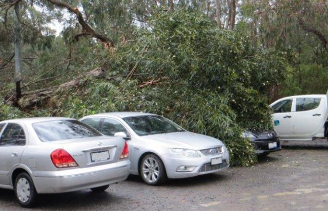 blacks walk tree down 2