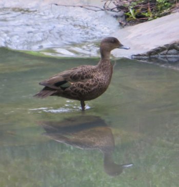 female chestnut teal