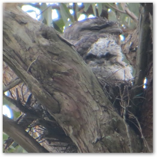 Tawny Frogmouth - adult and chick