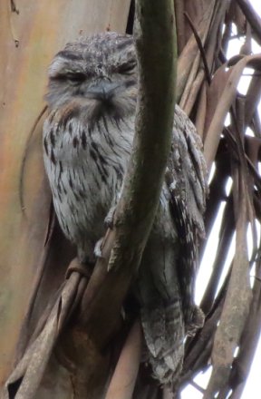tawny frogmouth