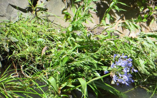 agapanthus_furness_park