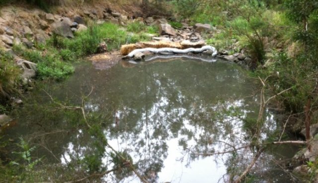 laurel grove sewage pollution