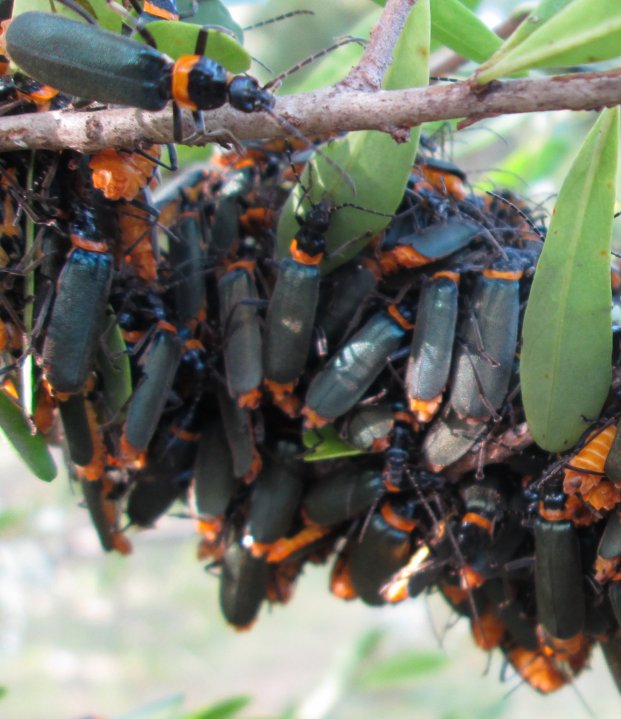 plague soldier beetles