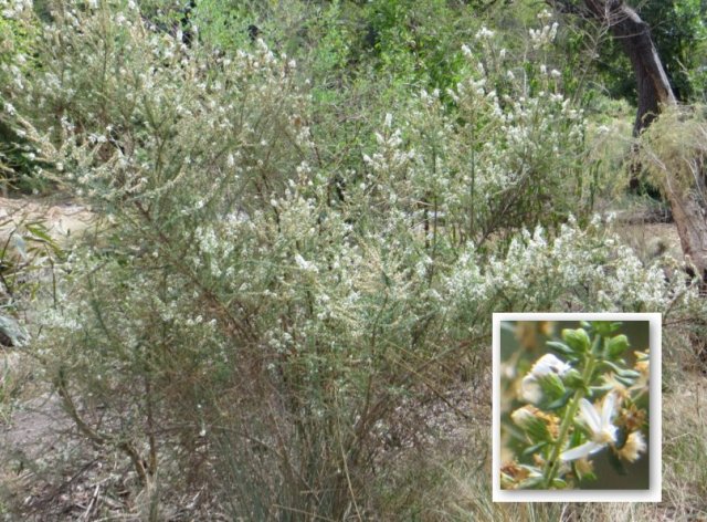 common dogwood march 2014