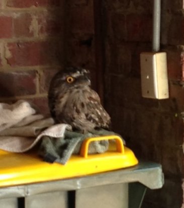 tawny - JeffereyStreet