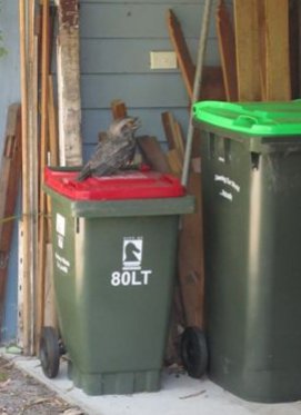 tawny - Myrtle Street