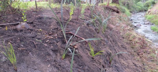 creekbank stabilisation planting
