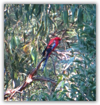 crimson rosella