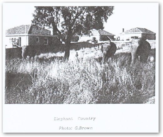 elephant country