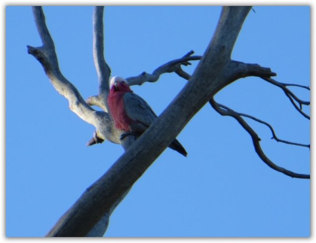 galah