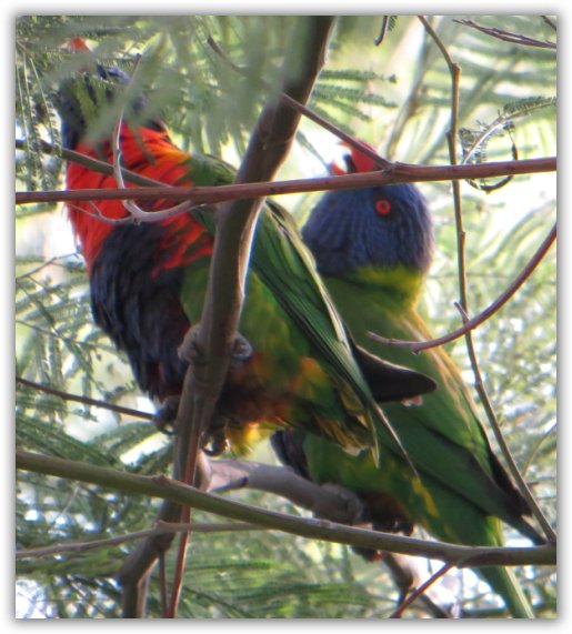 lorikeets2