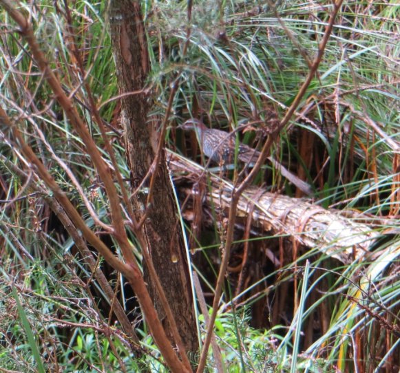 rail_waratah_wetlands