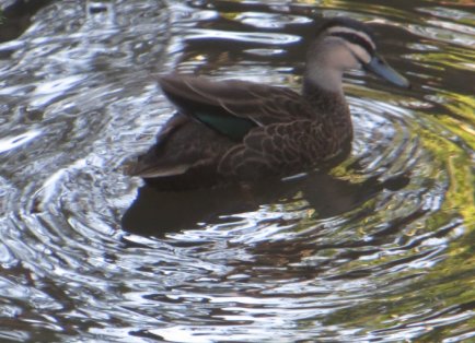 swimmingly good time