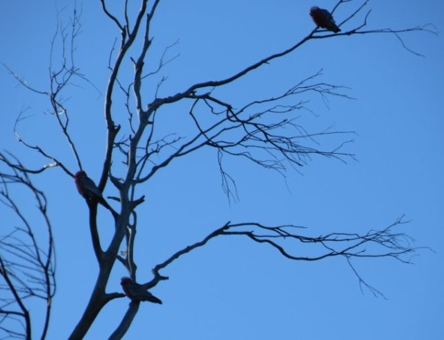 three galahs awaiting the warming sun