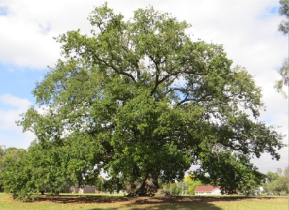 ole oak tree