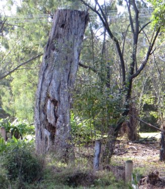 scar tree and bollards