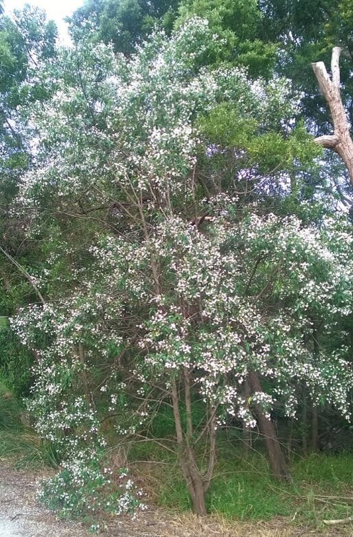 christmas in October