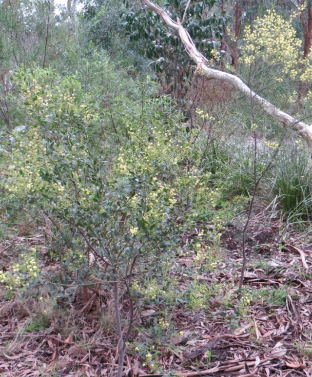 early wattles