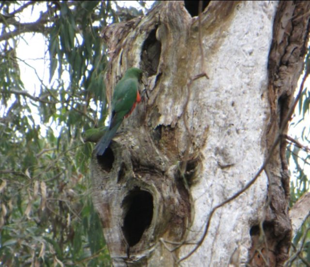 mr and mrs king-parrot