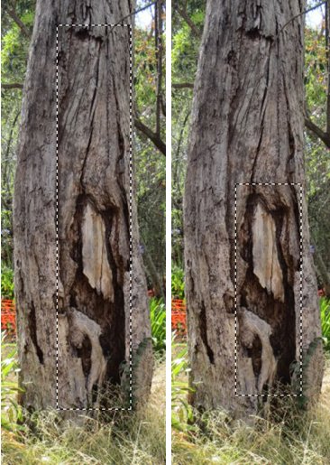 scar tree with scars boxed