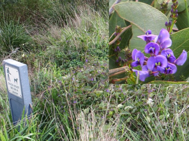 Hardenbergia violacea - kalang