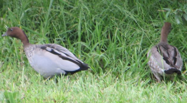 wood ducks not looking for Cleavers!