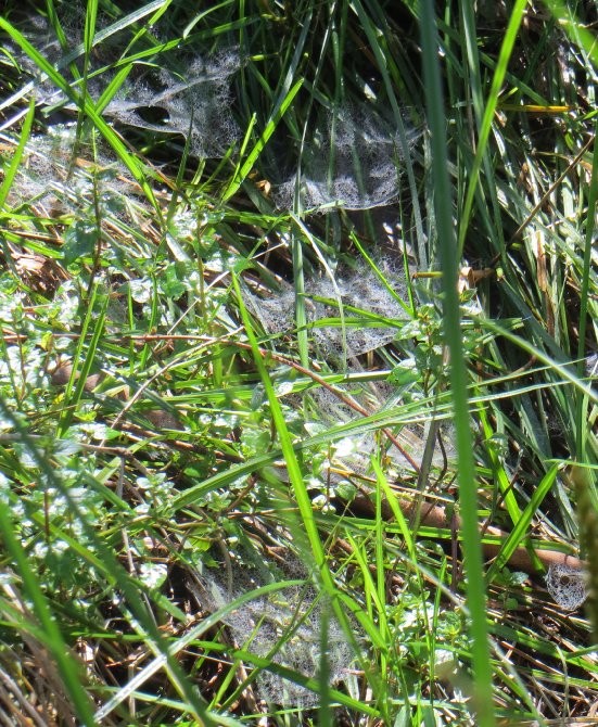 webs at frog bog
