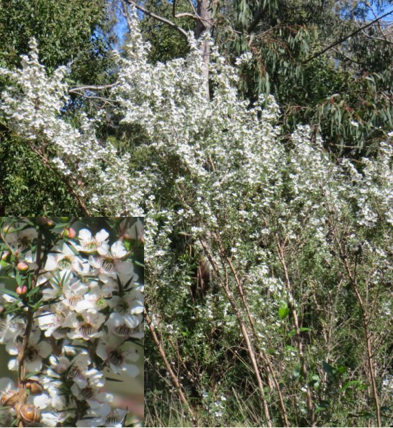 leptospermum continentale