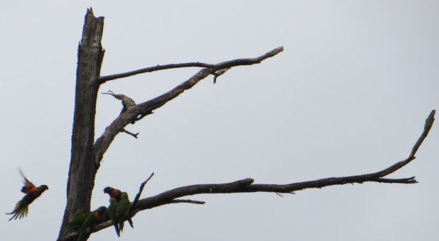 lorikeets and stag