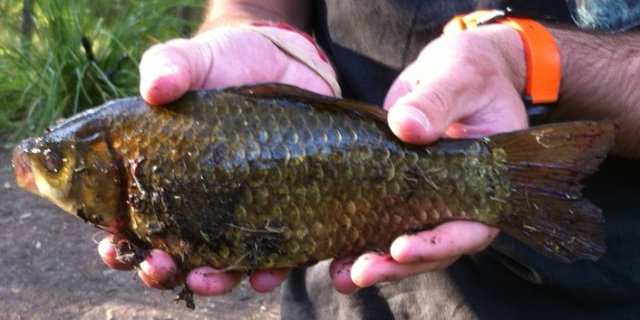 fish at laurel grove