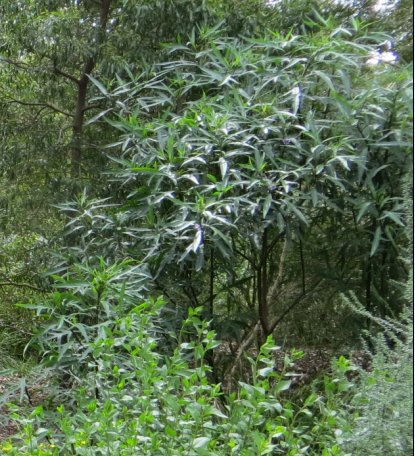 kangaroo apple mature