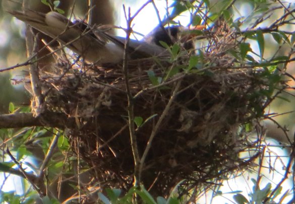noisy miner on nest