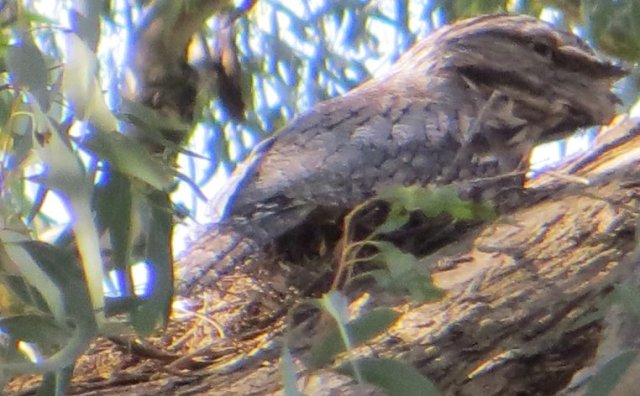 tawny on nest Kalang Park