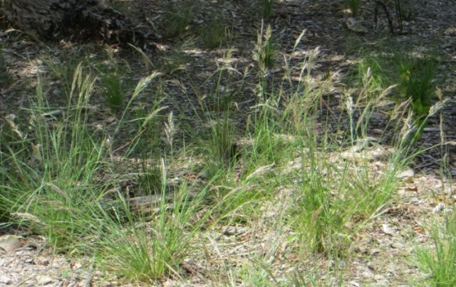 grasses - 60 main street