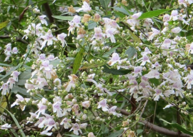 Christmas Bush Flowers-Kalang  Park