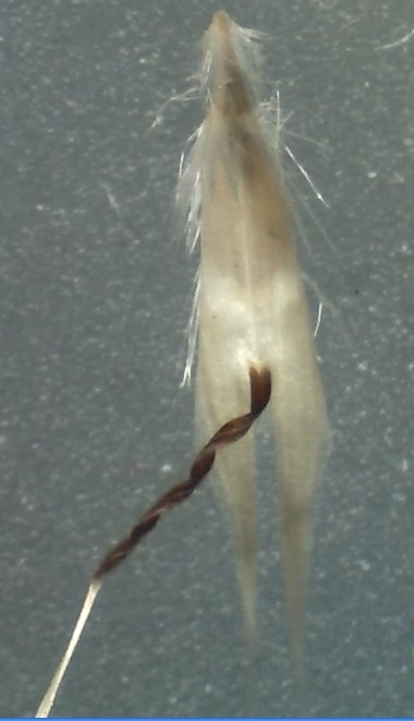 Can you see a Wallaby?