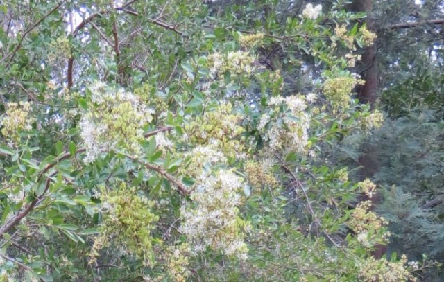 Bursaria in flower - Furness Park