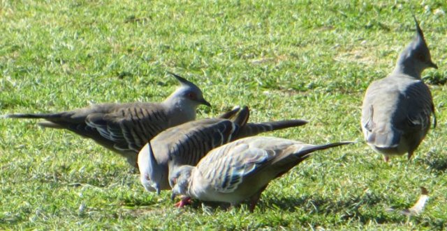 Crested Pigeons - Kalang Oval