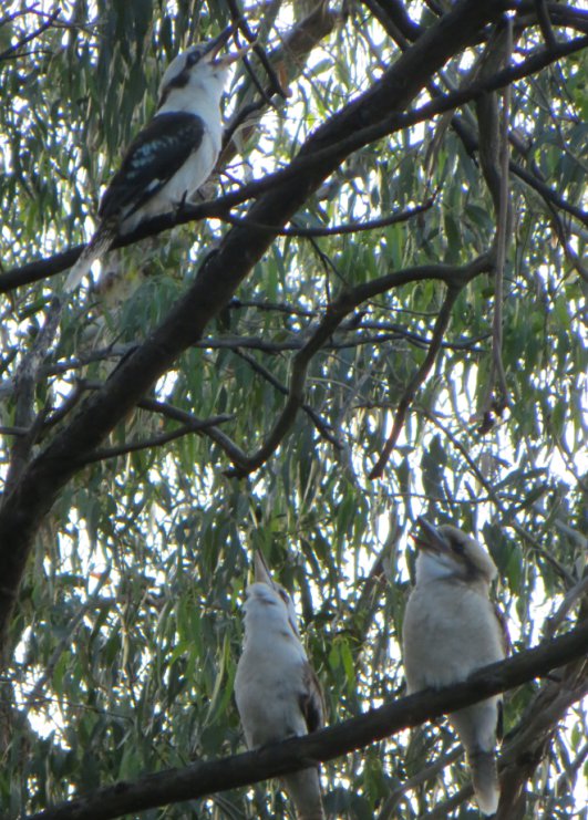 Having a Laugh - Kalang Park