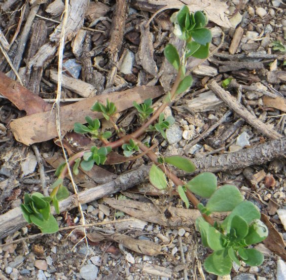 purslane