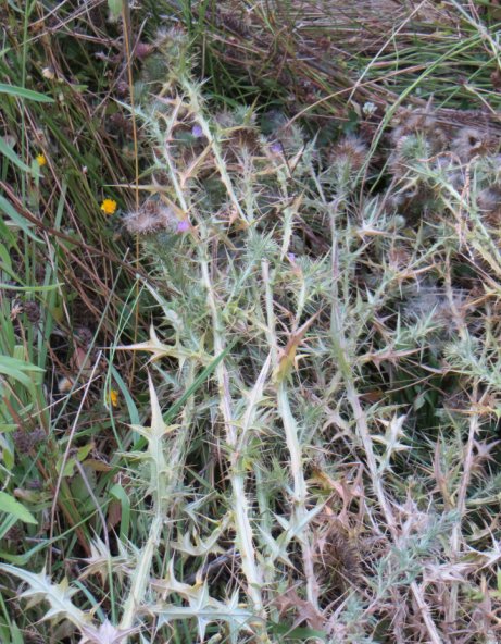 scotch thistle