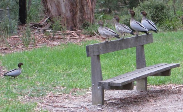 Lining up the ducks - Kalang Park