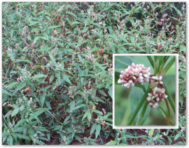 Persicaria lapathifolia