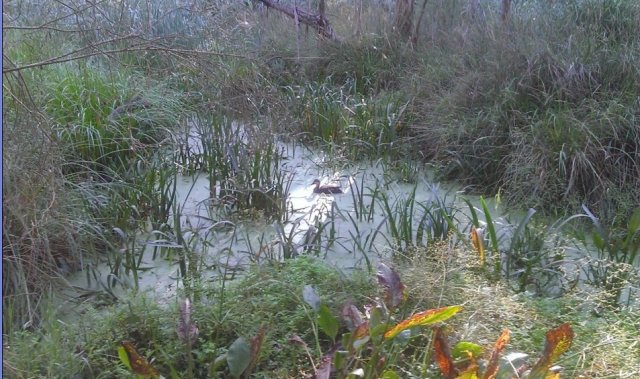 Waratah Wetlands - March, 2015