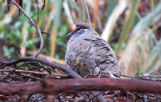2015 Autumn Bird Survey - Bronzewing